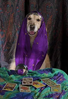 Scarf: Dog