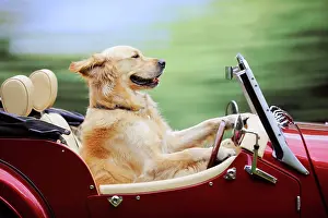 Driving: DOG. Golden retriever driving car