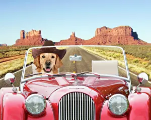220719: Dog - Golden Retriever driving car through desert