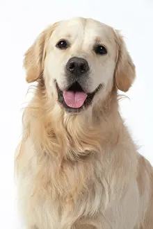 280220: DOG. Golden Retriever, face, expression, studio