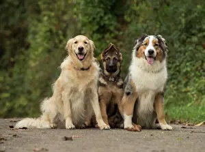 Alsatians: Dog