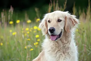 Russian: DOG - Golden retriever (head shot)