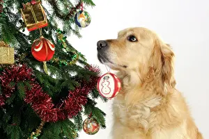 Baubles: DOG - Golden retriever hold Christmas bauble in mouth