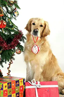 Baubles: DOG - Golden retriever hold Christmas bauble in mouth