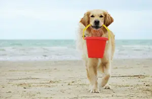 Bucket: DOG. Golden retriever holding bucket