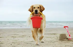 Spades: DOG. Golden retriever holding bucket with sandcastles