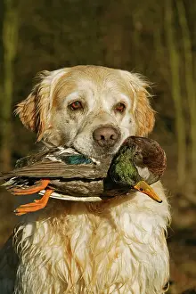 Retrieving: Dog - Golden Retriever, holding Mallard Duck in mouth