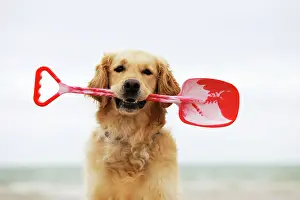 Spades: DOG. Golden retriever holding spade