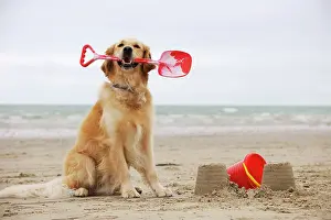 Spades: DOG. Golden retriever holding spade with sandcastles