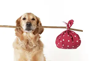 Sticks: Dog - Golden Retriever holding a stick with a spotted