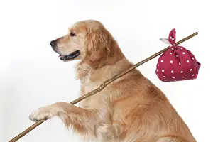Sticks: Dog - Golden Retriever holding a stick with a spotted