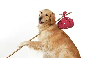 Sticks: Dog - Golden Retriever holding a stick with a spotted
