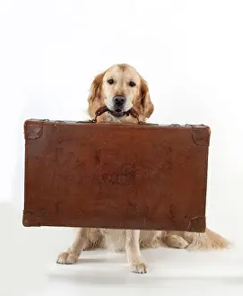Suitcase: DOG - Golden retriever holding suitcase