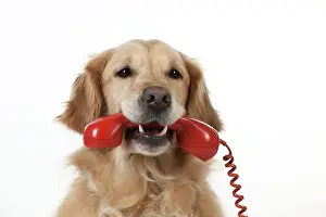 Telephone: DOG - Golden retriever holding telephone in its