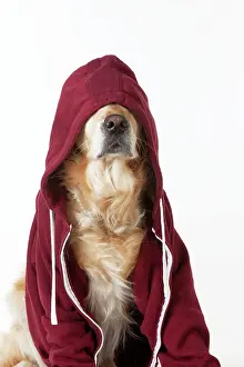 Hoodies: Dog - Golden Retriever in a Hoodie