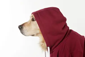 Hoodies: Dog - Golden Retriever in a Hoodie
