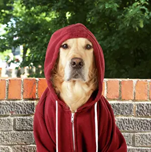 Dressing: DOG - Golden Retriever in a Hoodie