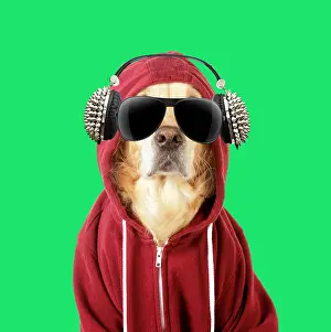 Headphones: DOG - Golden Retriever in a Hoodie with sunglasses