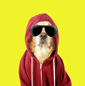 Hoodies: DOG - Golden Retriever in a Hoodie wearing sunglasses