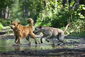 Puddles: Dog - Golden Retriever and Labrador - running through