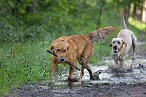 Puddles: Dog - Golden Retriever and Labrador - running through