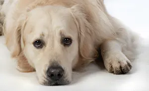 280220: DOG. Golden Retriever, laying down, sad eyes