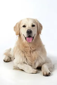 280220: DOG. Golden Retriever, laying down, smile, studio