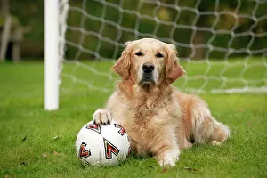 Football: DOG - Golden retriever laying in goal with a footbal