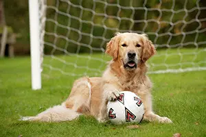 Football: DOG - Golden retriever laying in goal with a football