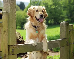Collar: DOG. Golden retriever looking over fence
