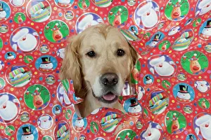 Wrapping: DOG - Golden retriever looking through a hole in