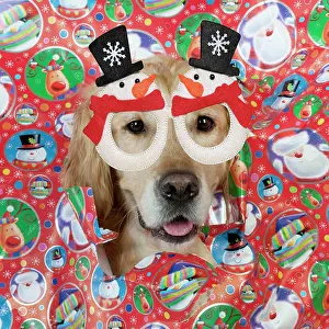 Snowman: DOG - Golden retriever looking through a hole