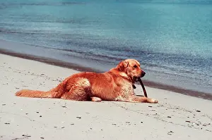 Gnawing: DOG - Golden Retriever lying on beach with stick