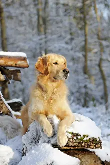 Logs: DOG. Golden retriever lying on snow covered logs