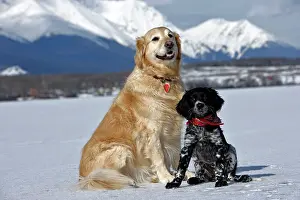 Munsterlander: Dog - Golden Retriever and Munsterlander puppy