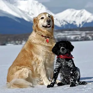 Munsterlander: Dog - Golden Retriever and Munsterlander puppy