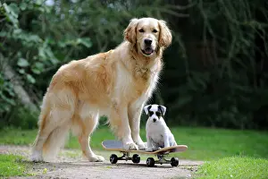 Skateboard: DOG. Golden retriever and parson jack russell terrier