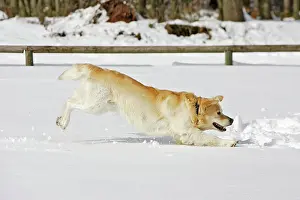 Pouncing: Dog - Golden Retriever - playing in deep snow