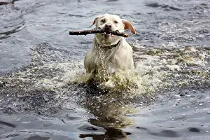Fetching: Dog - Golden Retriever - playing in pond with stick