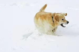 Snowball: Dog - Golden Retriever - playing with snowball in deep snow