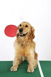 Tennis: DOG. Golden retriever playing table tennis