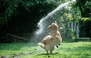 Hose: Dog - Golden Retriever - playing with water from garden hose