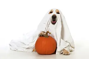 Fancy: DOG - Golden Retriever with pumpkin - wearing sheet - laying