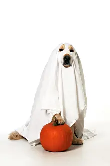 Fancy: DOG - Golden Retriever with pumpkin - wearing sheet - sittin