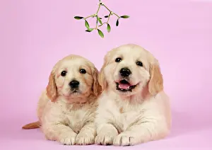 Retievers: Dog. Golden Retriever puppies (6 weeks) lying down
