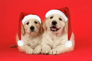 Retievers: Dog. Golden Retriever puppies (6 weeks) lying down