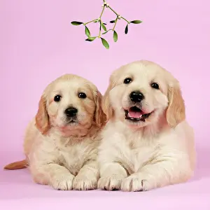 Retievers: Dog. Golden Retriever puppies (6 weeks) lying down