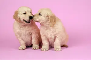 Retievers: Dog. Golden Retriever puppies (6 weeks old) sitting