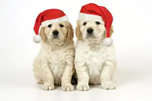 Retievers: Dog. Golden Retriever puppies (6 weeks) sitting