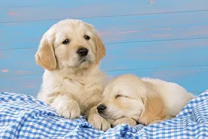 Gingham: DOG - Golden retriever puppies on blue gingham